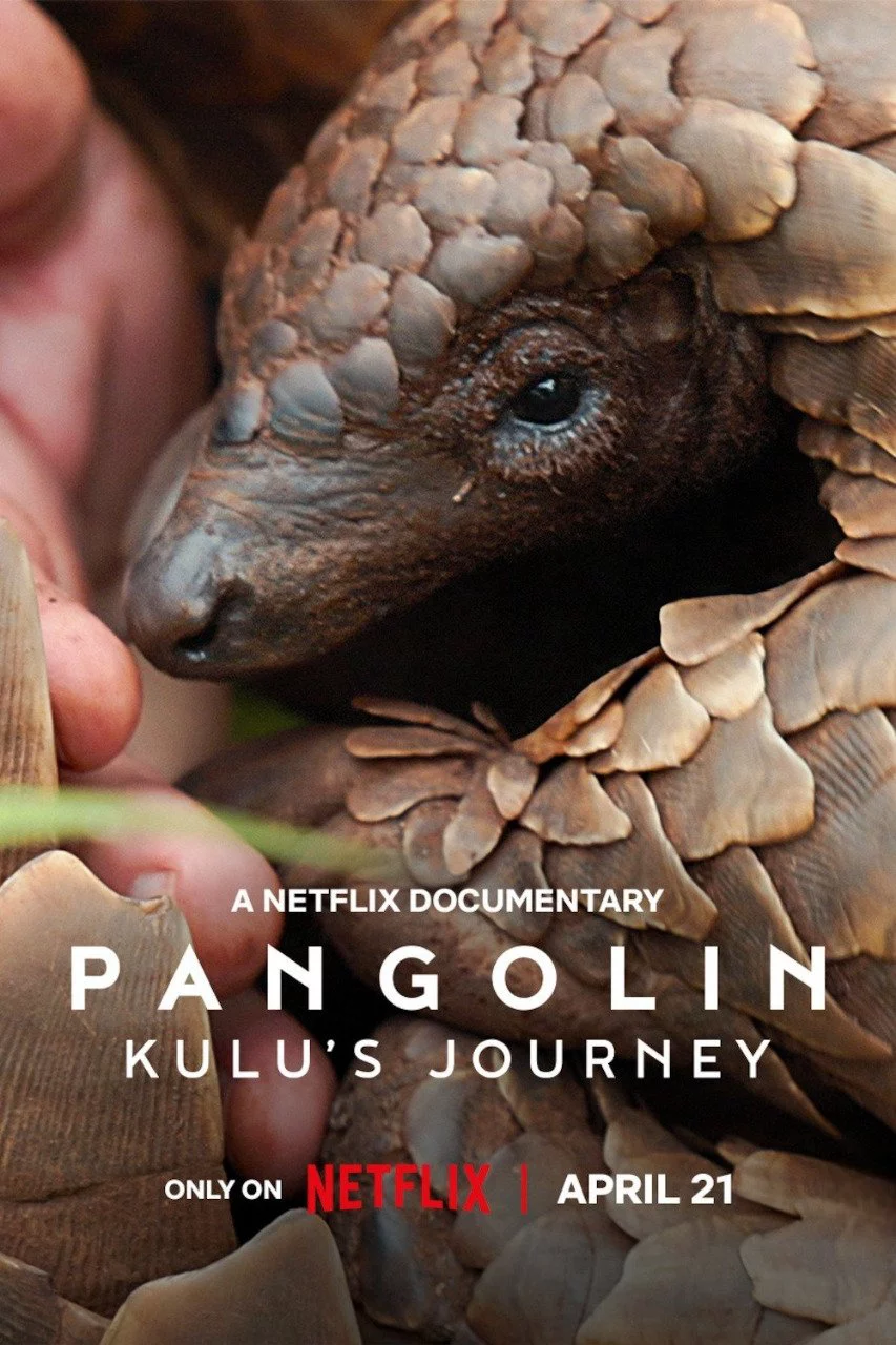 Loài tê tê: Hành trình của Kulu Pangolin: Kulu's Journey