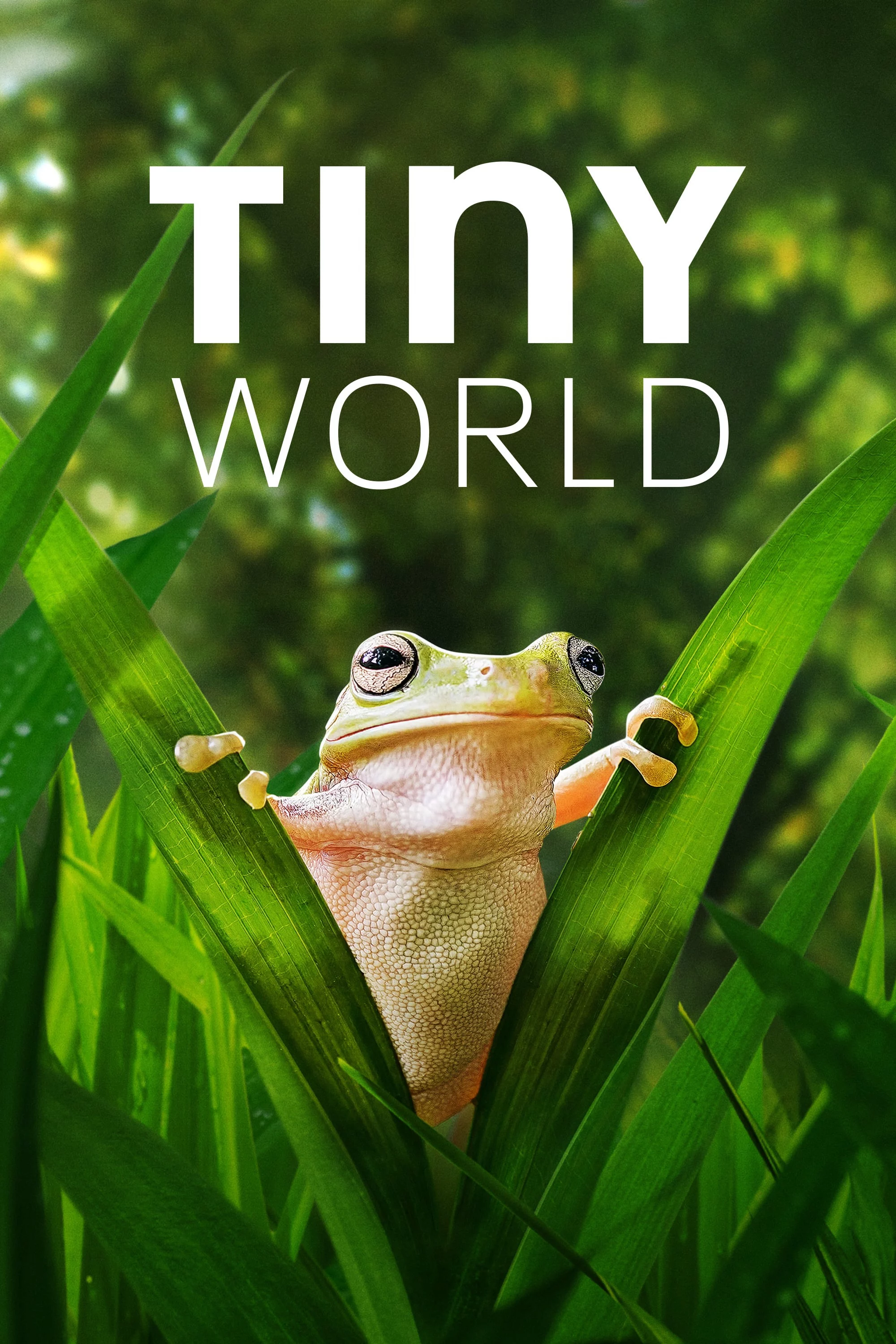 Thế Giới Siêu Nhỏ (Phần 2) Tiny World (Season 2)